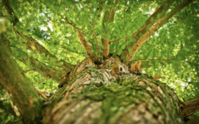 Der Frühling und das liebe&nbsp;Holz